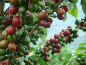 中国第一咖啡小镇的困顿与振兴