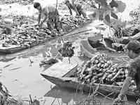 水生蔬菜“高精尖”，看武汉!