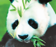 保护珍稀动物，维护我们共同的生命圈