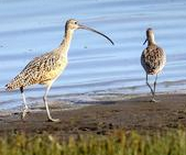 甘肃发现大面积古鸟类足迹新种化石：重构精妙的古世界