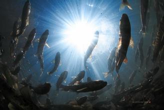 青海湖裸鲤人工增殖放流研究成效显著