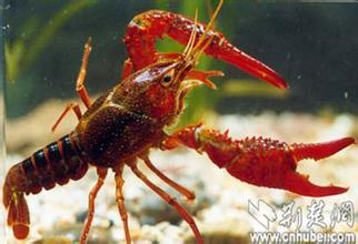 湖北小龙虾将“吃”到标准饲料 人工配合饲料成主食