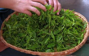 贵州盘县“保基茶叶”获地理标志产品保护