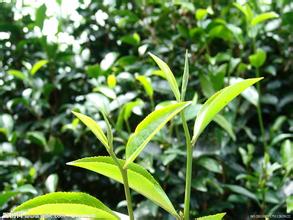 浙江平阳：优化发展理念 提高茶叶效益