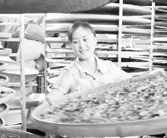 云南大理高山生态夏茶开采