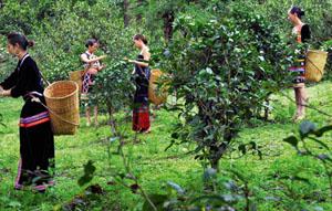 《云南茶叶系统生态学》出版发行