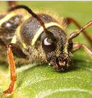 全国首次截获：虎蜂鳞鞘天牛