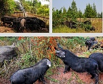巴山土猪四川首家生猪有机认证产品 健康食品引领者