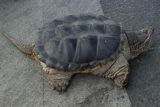 女子千元买3只乌龟放生被拦 为外来物种鳄鱼龟