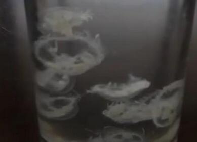 世界级濒危物种“桃花水母”再现陕西安康(图)