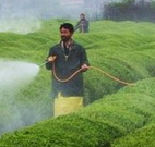 青岛禁售61种“双高”农药