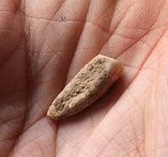 人类考古重大发现：56万年前人类牙齿