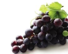 大余：采摘葡萄乐趣多