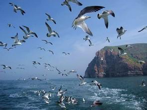 专家：构建人工“藻礁生态系统”改善渤海生态环境