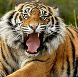 下车被老虎咬，别把责任推给园方