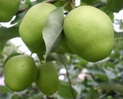 库尔勒：首批早酥梨出口海外