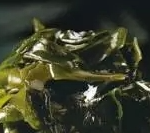 裙带菜：日本长寿老人的家常菜