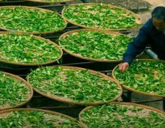 陕西省推广茶叶生产全程机械化