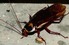 长沙一男子面中吃出蟑螂 逼女店主当场生吞