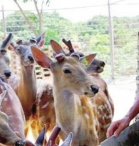 梅花鹿养殖进村贫困户变身股东