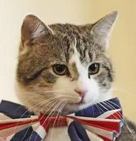 英国政坛新宫斗大戏 Larry被外交部首席猫打伤