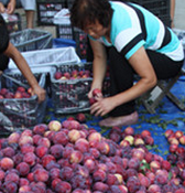 山东平邑：荒山栽林果 助农趟富路