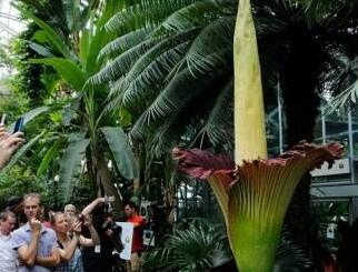 美国巨型&ldquo;尸体花&rdquo;绽放 臭味熏得游人捂鼻