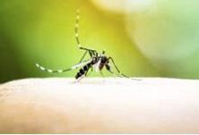 湖南一女童被蚊子咬一口 患上&ldquo;日本脑炎&rdquo;