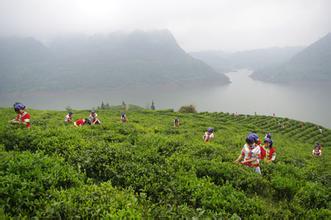 沅陵碣滩茶入选湖南省茶叶十大公共品牌