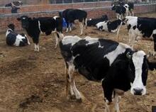 国内奶源供需矛盾加剧：养殖企业杀牛 鲜奶喷粉喂猪