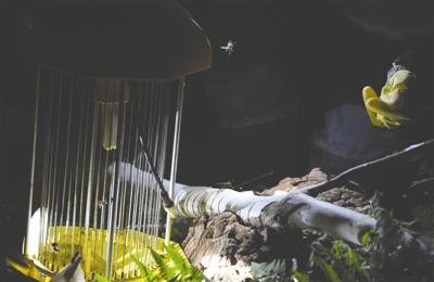 揭秘专业追蜂人：专职帮人摘马蜂窝 一年摘1600多个