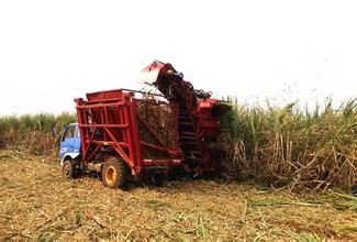 甘蔗收割机市场将快速发展