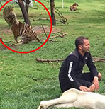 豹子“偷袭”饲养员，被老虎拦下