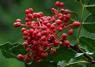 有故事的韩城 有故事的&ldquo;大红袍&rdquo;