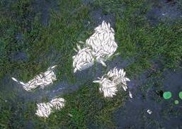 河北白洋淀现数万斤死鱼 疑因水体缺氧导致