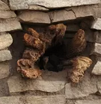 《营造法式》筑城技术现身石峁 千年木头保存完好