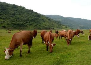 青海刚察县实施“331”工程