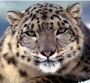 青海5人因跨省捕猎致4只雪豹死亡 被公诉