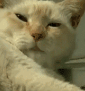 喵界李小龙打哭七只斗牛犬