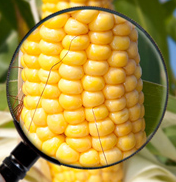 3省销毁千余亩违法转基因玉米 严惩当事人