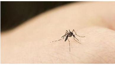 新加坡寨卡感染病例猛增 患者多为外籍劳工