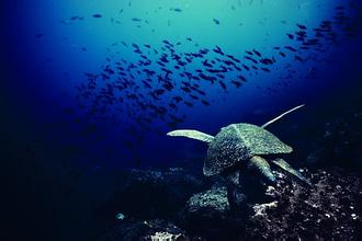 海洋环境保护法：加大对污染海洋环境行为处罚力度