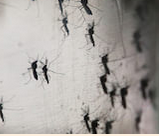 新加坡确认新增26例本土感染寨卡病例