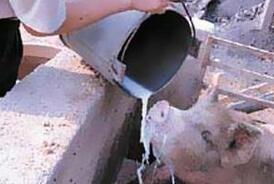 奶价持续下行奶业遇阵痛 有地方开始用鲜奶喂猪