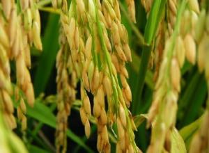 21个省份玉米水稻制种基地迎&ldquo;大考&rdquo;