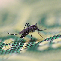 国内寨卡传播风险扩大 粤三成区域伊蚊密度高