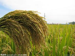 湖南资兴市多举措发展杂交水稻制种产业