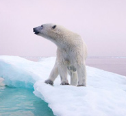 12国科学家警告 海洋生病是终极隐患