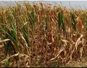 遭遇严重旱灾的甘肃需要八方援手