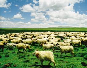 青海海北州通过发展产业脱贫